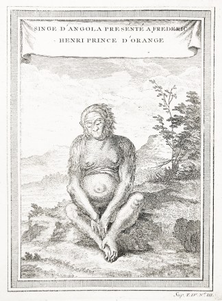 Singe D’Angola Presente A Frederic… General / Global