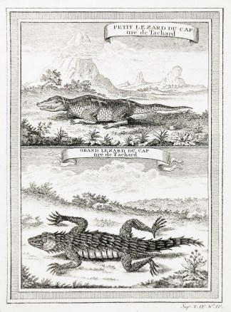 Petit Lezard du Cap tire de Tachard. Gra… Reptiles & Amphibians