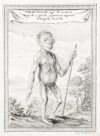 Chimpaneze, age de 21. Mois Haut de 2. Pieds 4. Pounces apporte d'Angola en 1738.