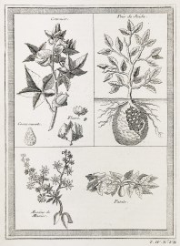 Cottonier. Pois de Juida. Racine de Manioc. Patate [Cotton, Peas, Cassava root, Potato]