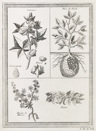 Cottonier. Pois de Juida. Racine de Mani… Fruits, Herbs, Medicinal, Spices, Vegetables
