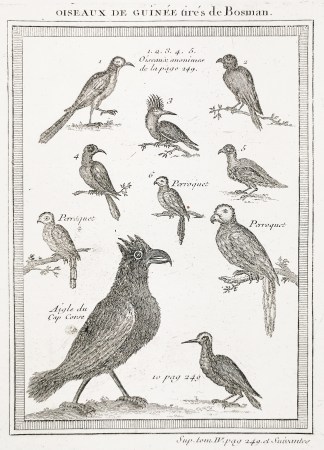 Oiseaux de Guinee tires de Bosman General / Global