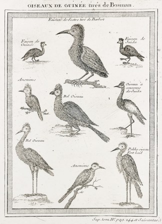 Oiseaux de Guinee tires de Bosman General / Global