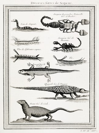 Diverses fortes de Serpens. General / Global