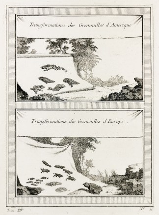 Transformations des Grenouilles d’… Reptiles & Amphibians