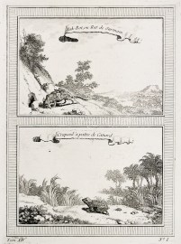 Zak-Rot, ou Rat de Surinam. Crapaud a Pattes de Canard.