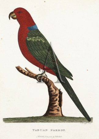 Tabuan Parrot. Australian
