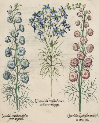 Consolida regalis aruen General / Global