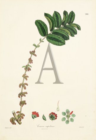 Coriaria napalensis General / Global