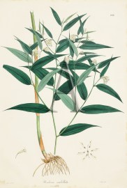 Uvularia umbellata World - Nonindigenous General