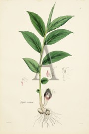 Zingiber barbatum World - Nonindigenous General