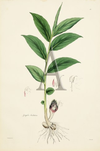 Zingiber barbatum General / Global