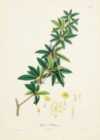 Berberis Wallichiana General / Global