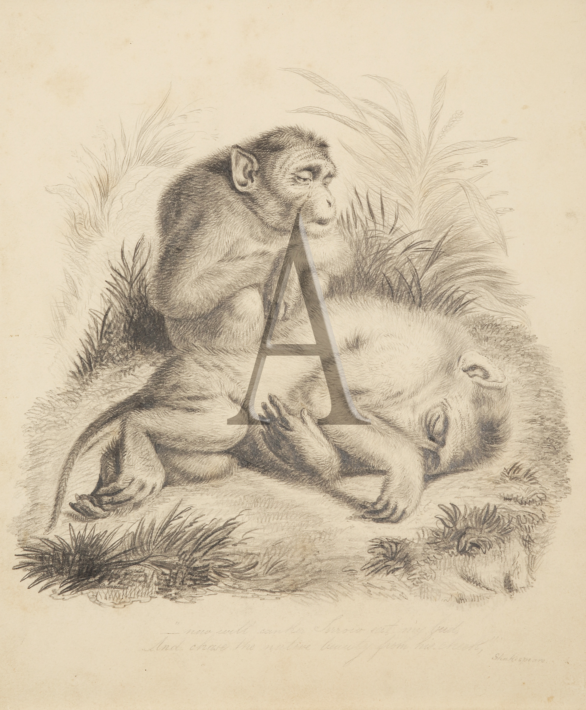 Monkeyana - Antique Print from 1827