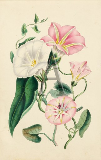 White Bindwee, Sea Convolvulus & Sm… General / Global