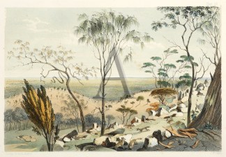 From the Barossa. Looking over Part of A… Regional