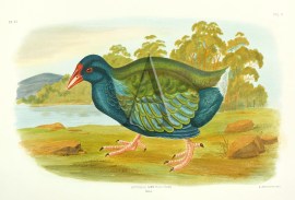 Notornis Mantelli. Moho