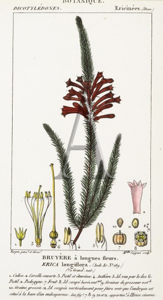 Bruyere a longues fleurs. Erica longiflo… Australian - General