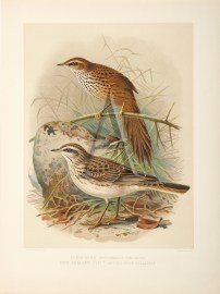 Fern Bird - New Zealand Pipit