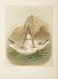 Black-Billed Gull - Red-Billed Gull