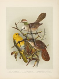 The Yellow-Head - The White-Head - New Zealand Creeper.