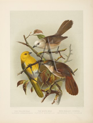 The Yellow-Head – The White-Head &… New Zealand