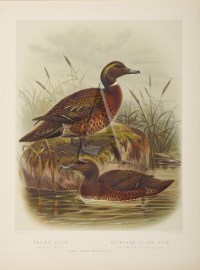 Brown Duck - Auckland-Island Duck