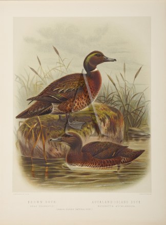 Brown Duck – Auckland-Island Duck New Zealand