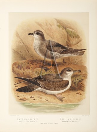 Laughing Petrel – Buller’s P… New Zealand