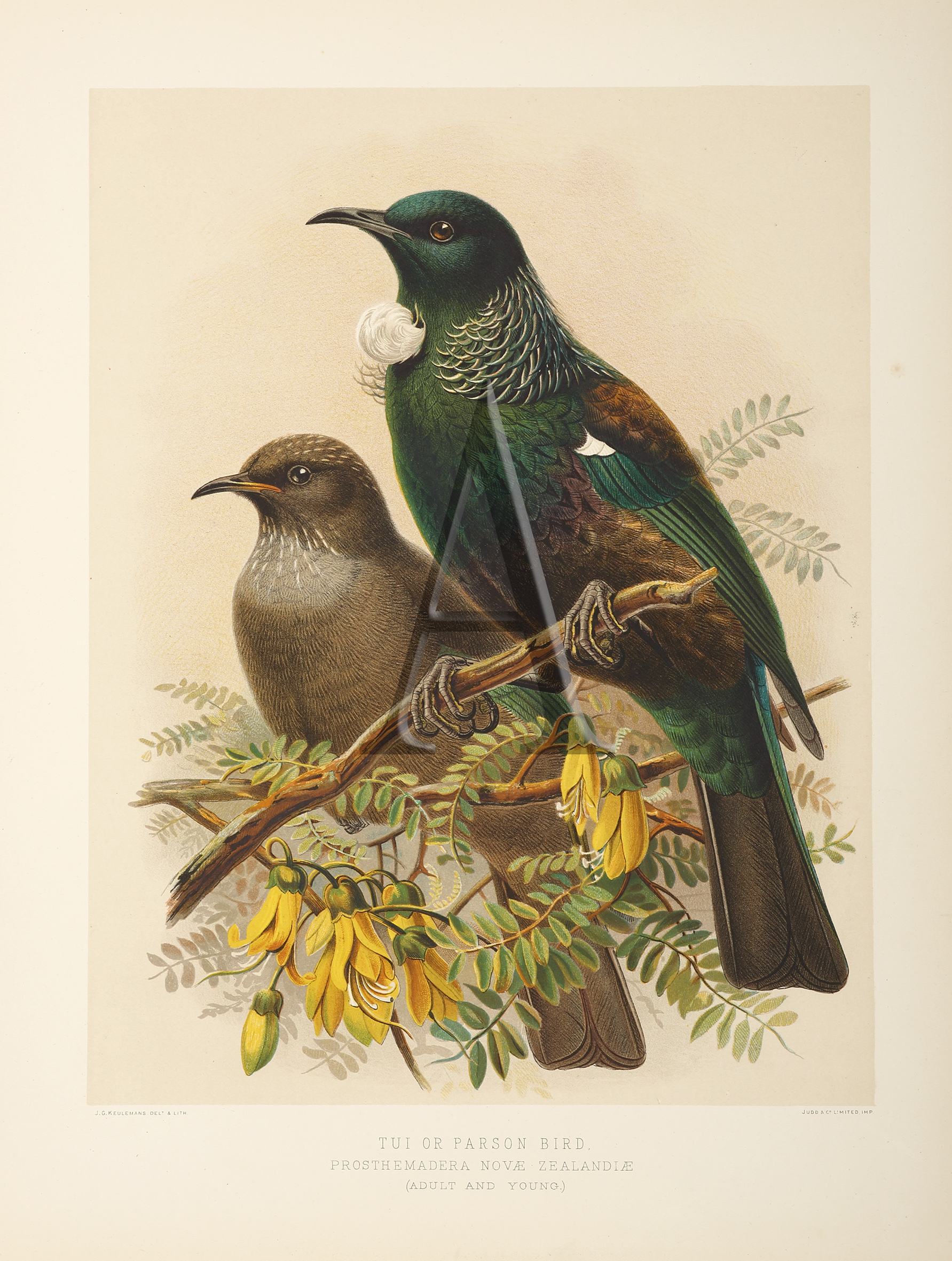 Tui or Parson Bird - Antique Print from 1888
