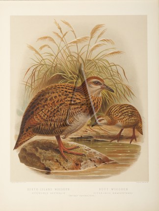 South Island Woodhen – Buff Woodhe… New Zealand