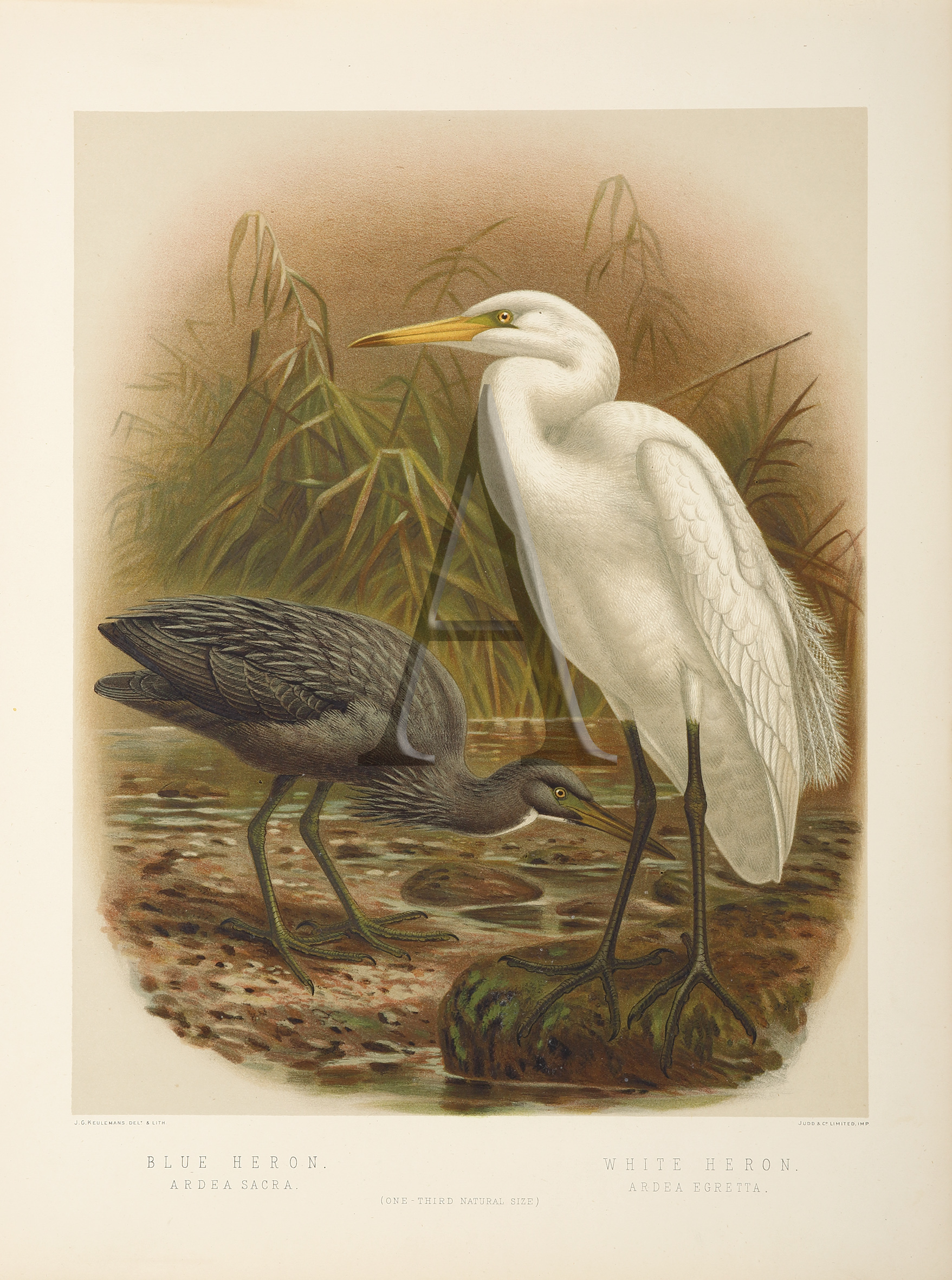Blue Heron - White Heron - Antique Print from 1888