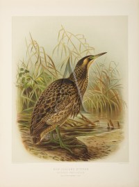 New Zealand Bittern.