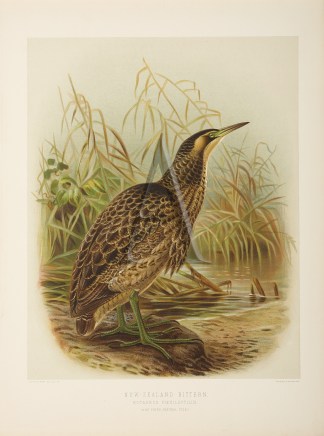 New Zealand Bittern. New Zealand