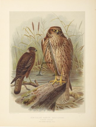 New Zealand Harrier. New Zealand