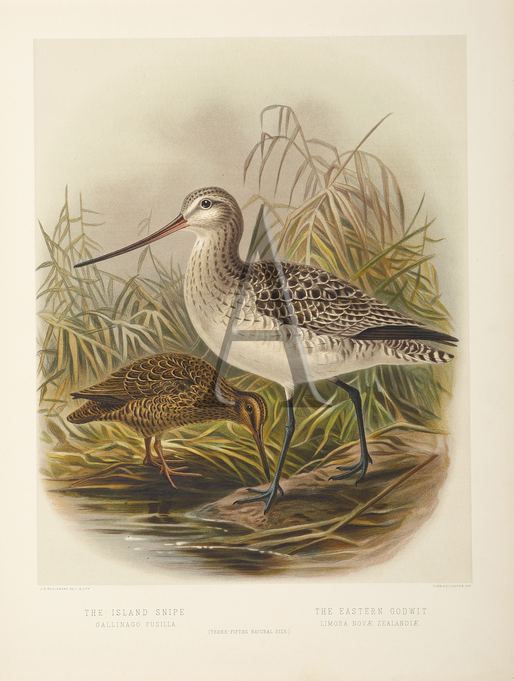 The Island Snipe - The Eastern Godwit. - Antique Print from 1888