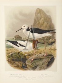 Red-Necked Avocet - Pied Stilt