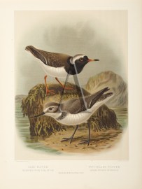 Sand Plover - Wry-Billed Plover