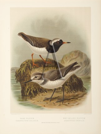 Sand Plover – Wry-Billed Plover New Zealand