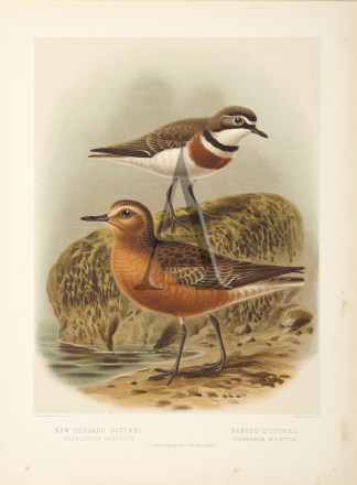 New Zealand Dottrel New Zealand