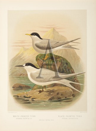 White-Fronted Tern – Black-Fronted… New Zealand
