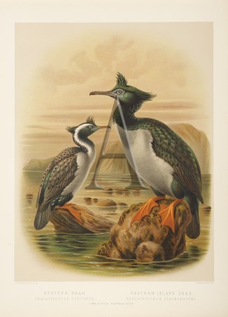 Spotted Shag – Chatham-Island Shag New Zealand