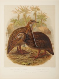 North-Island Woodhen - Black Wood-Hen