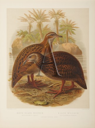 North-Island Woodhen – Black Wood-… New Zealand