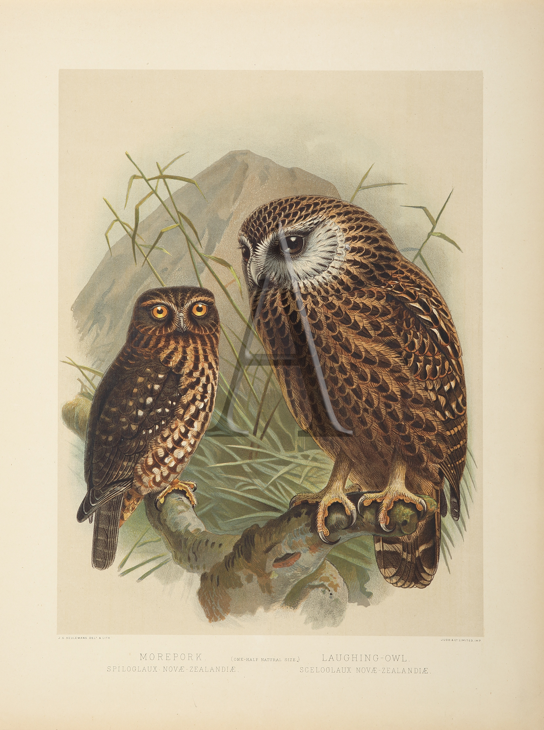 Morepork - Laughing Owl - Antique Print from 1888
