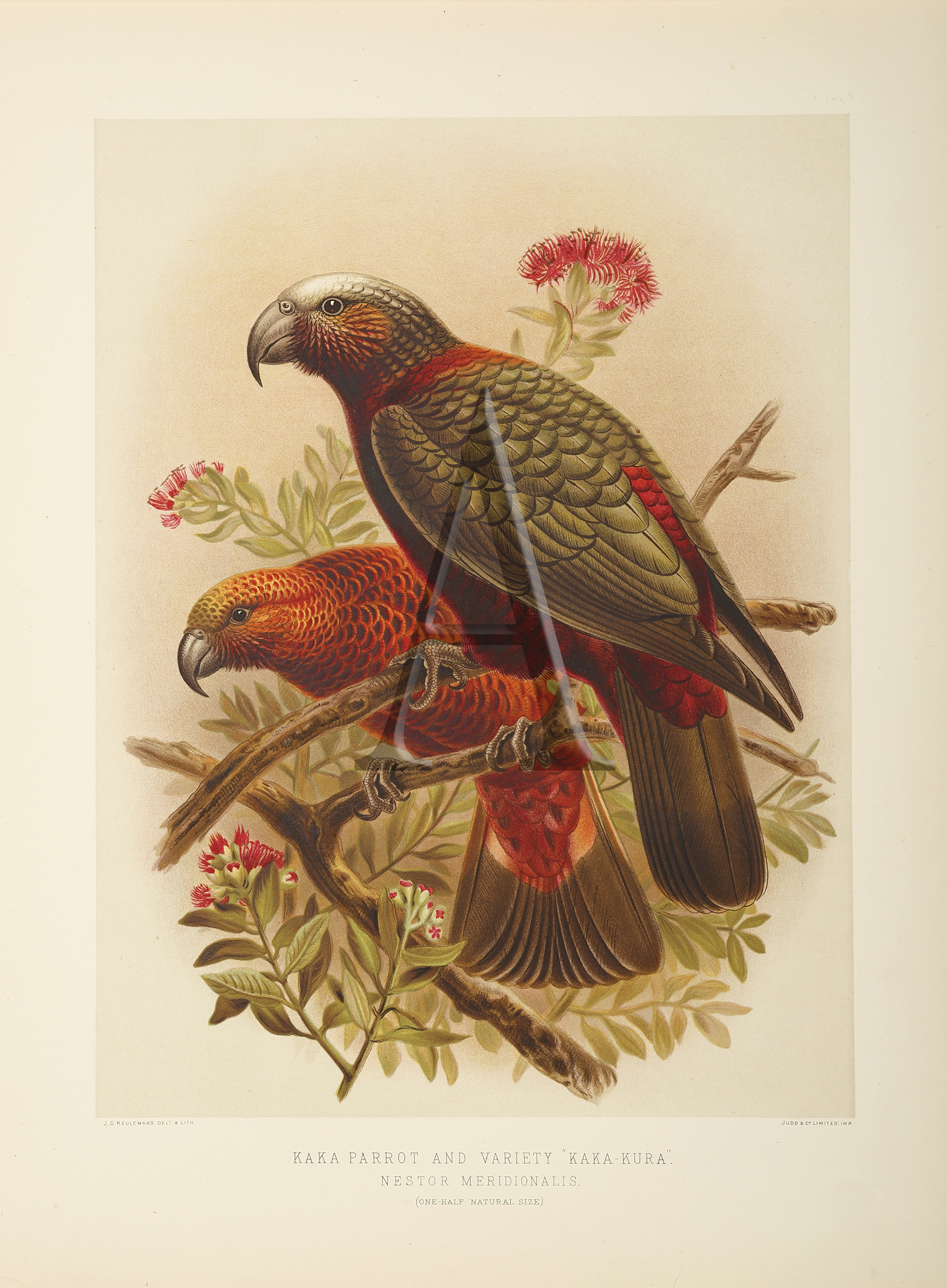 Kaka Parrot and variety Kaka-Kura - Antique Print from 1888