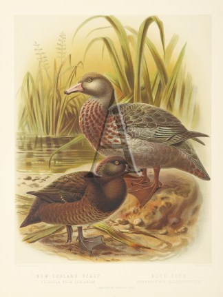 New Zealand Scaup – Blue Duck BIRDS