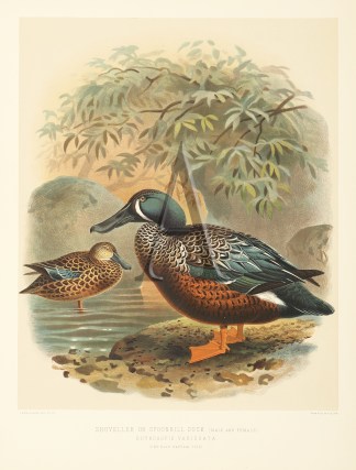 Shoveller or Spoonbill Duck New Zealand