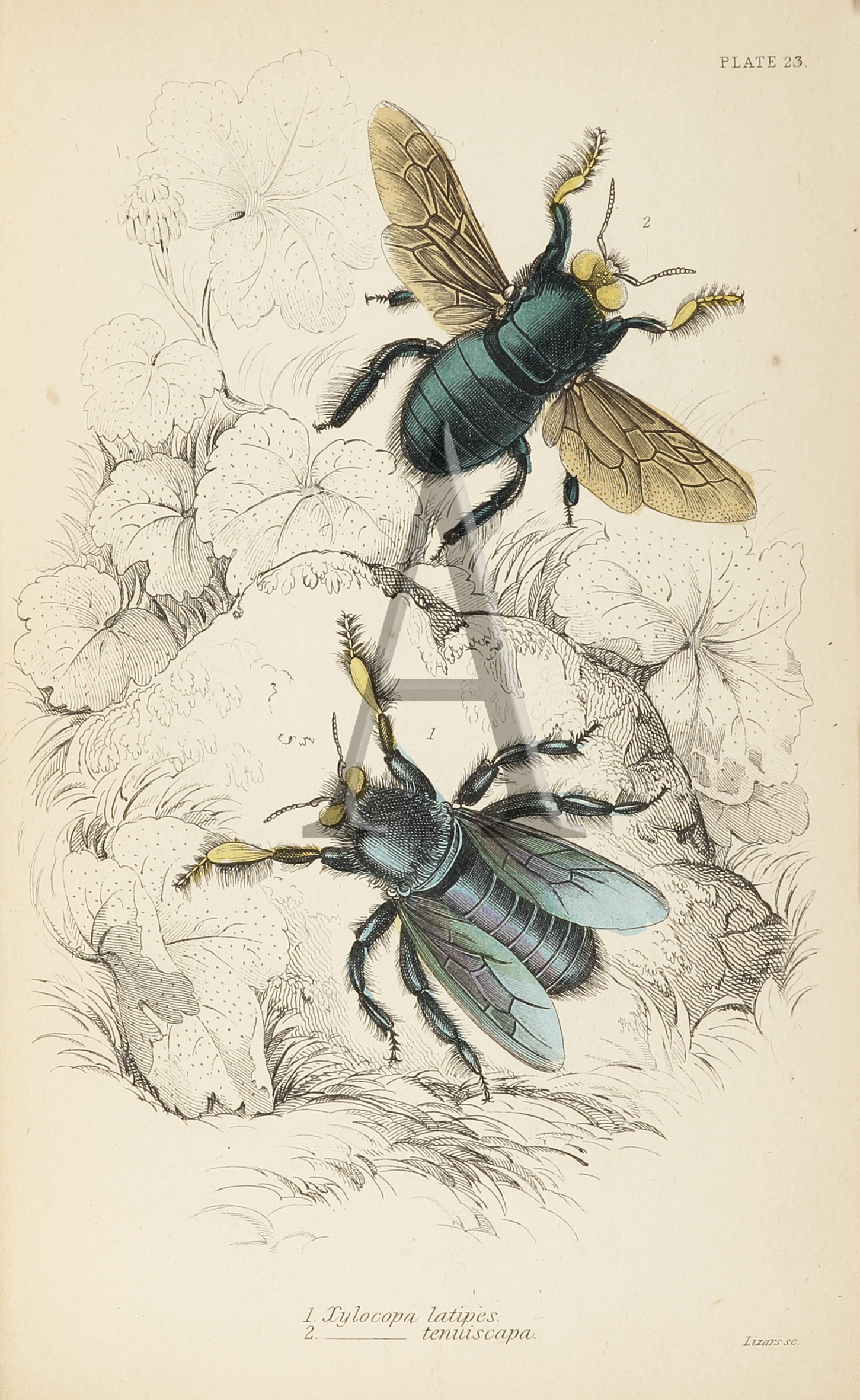 the-naturalists-library-insects-volvii-bees-jardine - Antique Print from 1854