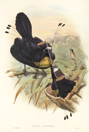 Parotia Sexpennis